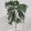 GMS Birch A Type – 14–15 cm | gmbab