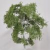 GMS Birch AA Type Tree – 14–15 cm | gmbaa