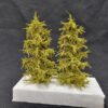 e  GMS Spruce Tree Set Light Green – 2 pcs 15 cm | gms15l2