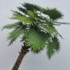 Palm tree EMG-009 1/76,1/87