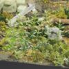 Matho Models 35036 Plants & Weeds B