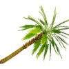 Handmade 18 cm model palm tree with slender trunk TNM-014