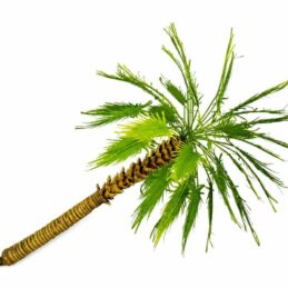 Handmade 18 cm model palm tree with slender trunk TNM-014