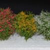 GMS Blooming Bush Set - 6pcs | gmbushc1
