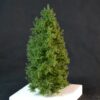GMS Super Spruce Tree 19-20cm | gmss18