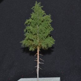 GMS Super Spruce with Long Trunk – 20 cm | gmsss