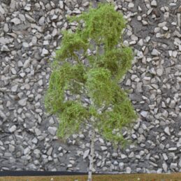 GMS Birch B Type Tree – 25 cm | gmbb25a