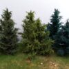 GMS Spruce Tree Set Mixed Colours | spruce1