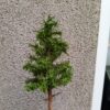 GMS Spruce Long Trunk 10 cm | gmsl10