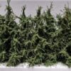 GMS Spruce Tree Set - 7pcs | gmss2