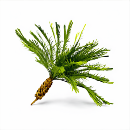 GMiniatureS EMG-004 realistic 10 cm palm tree for dioramas