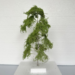Alternative view of GMS Birch B Type Tree – 25 cm | gmbb25a